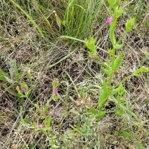 Centaurium sp. at Stromlo, ACT - 30 Nov 2021 03:26 PM