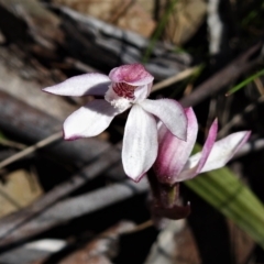 Caladenia alpina (Mountain Caps) at Cotter River, ACT - 28 Nov 2021 by JohnBundock