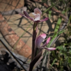 Caladenia alpina at Cotter River, ACT - 29 Nov 2021