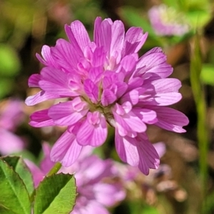 Trifolium resupinatum at Stromlo, ACT - 30 Nov 2021