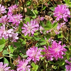 Trifolium resupinatum at Stromlo, ACT - 30 Nov 2021