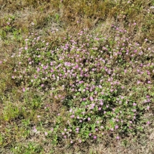 Trifolium resupinatum at Stromlo, ACT - 30 Nov 2021