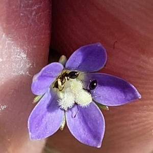 Wahlenbergia multicaulis at Stromlo, ACT - 30 Nov 2021