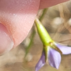 Wahlenbergia multicaulis at Stromlo, ACT - 30 Nov 2021