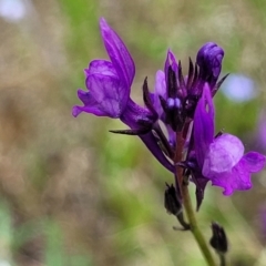 Linaria pelisseriana (Pelisser's Toadflax) at Stromlo, ACT - 30 Nov 2021 by tpreston