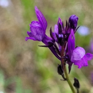 Linaria pelisseriana at Stromlo, ACT - 30 Nov 2021