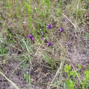 Linaria pelisseriana at Stromlo, ACT - 30 Nov 2021