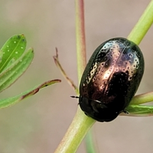 Chrysolina quadrigemina at Stromlo, ACT - 30 Nov 2021 03:28 PM