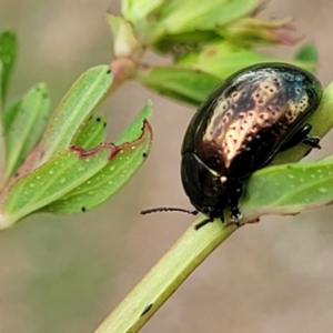 Chrysolina quadrigemina at Stromlo, ACT - 30 Nov 2021 03:28 PM