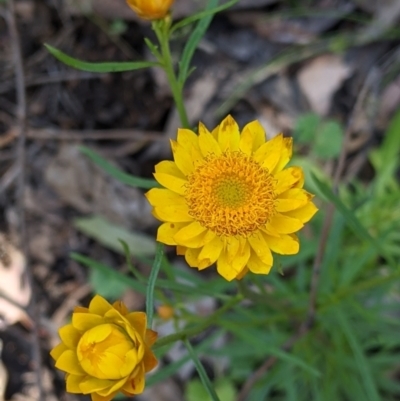 Xerochrysum viscosum (Sticky Everlasting) at Woomargama, NSW - 29 Nov 2021 by Darcy