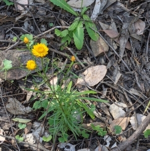 Xerochrysum viscosum at Woomargama, NSW - 30 Nov 2021