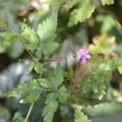 Geranium robertianum (Herb Robert) at Wamboin, NSW - 25 Dec 2020 by natureguy