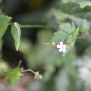 Geranium robertianum at Wamboin, NSW - 25 Dec 2020