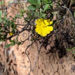 Hibbertia obtusifolia (Grey Guinea-flower) at Woomargama, NSW - 30 Nov 2021 by Darcy