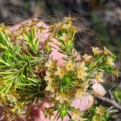 Calytrix tetragona (Common Fringe-myrtle) at Woomargama, NSW - 29 Nov 2021 by Darcy