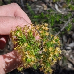 Calytrix tetragona at Woomargama, NSW - 30 Nov 2021