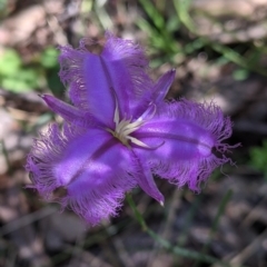 Thysanotus tuberosus (Common Fringe-lily) at Woomargama National Park - 29 Nov 2021 by Darcy