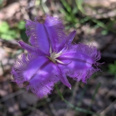 Thysanotus tuberosus (Common Fringe-lily) at Talmalmo, NSW - 30 Nov 2021 by Darcy