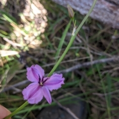 Arthropodium fimbriatum (Nodding Chocolate Lily) at Woomargama National Park - 29 Nov 2021 by Darcy