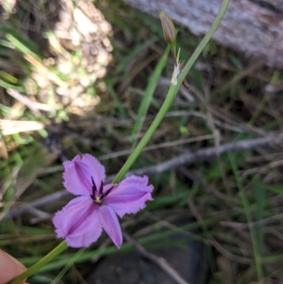 Arthropodium fimbriatum (Nodding Chocolate Lily) at Talmalmo, NSW - 30 Nov 2021 by Darcy