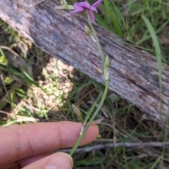 Arthropodium fimbriatum at Talmalmo, NSW - 30 Nov 2021