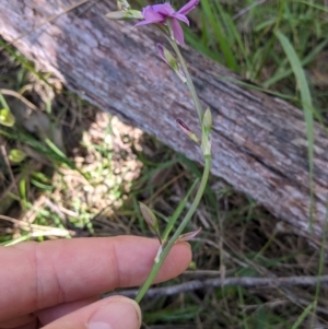 Arthropodium fimbriatum at Talmalmo, NSW - 30 Nov 2021