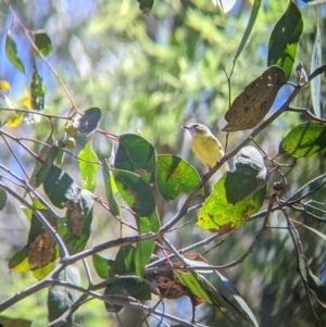 Gerygone olivacea at Talmalmo, NSW - 30 Nov 2021