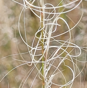 Austrostipa scabra at Stromlo, ACT - 30 Nov 2021 03:29 PM