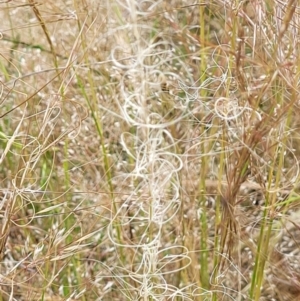 Austrostipa scabra at Stromlo, ACT - 30 Nov 2021