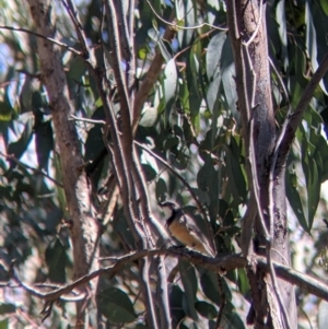 Pachycephala rufiventris at Talmalmo, NSW - 30 Nov 2021