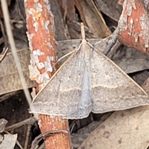 Epidesmia hypenaria at Stromlo, ACT - 30 Nov 2021