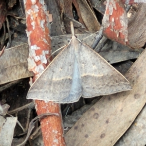 Epidesmia hypenaria at Stromlo, ACT - 30 Nov 2021