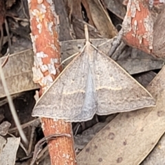 Epidesmia hypenaria at Stromlo, ACT - 30 Nov 2021 03:32 PM