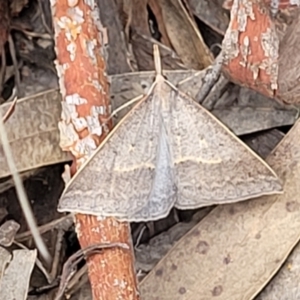 Epidesmia hypenaria at Stromlo, ACT - 30 Nov 2021