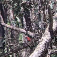 Platycercus elegans (Crimson Rosella) at Woomargama National Park - 30 Nov 2021 by Darcy