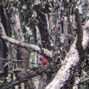 Platycercus elegans at Talmalmo, NSW - 30 Nov 2021