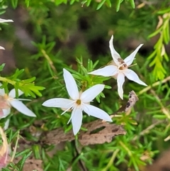 Calytrix tetragona at Stromlo, ACT - 30 Nov 2021