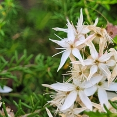 Calytrix tetragona at Stromlo, ACT - 30 Nov 2021