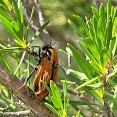 Pelecorhynchus fulvus (Orange cap-nosed fly) at Stromlo, ACT - 30 Nov 2021 by tpreston