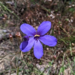 Cheiranthera linearis at Woomargama, NSW - 30 Nov 2021