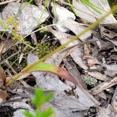 Luzula densiflora at Stromlo, ACT - 30 Nov 2021