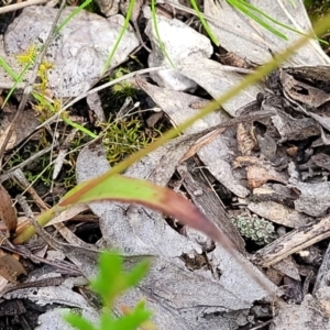 Luzula densiflora at Stromlo, ACT - 30 Nov 2021