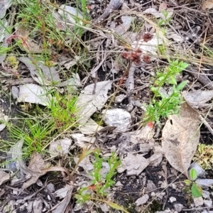 Luzula densiflora at Stromlo, ACT - 30 Nov 2021 03:58 PM