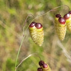 Briza maxima (Quaking Grass, Blowfly Grass) at Stromlo, ACT - 30 Nov 2021 by trevorpreston