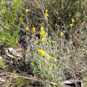 Chrysocephalum apiculatum at Stromlo, ACT - 30 Nov 2021