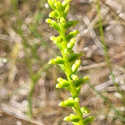 Microtis sp. (Onion Orchid) at Stromlo, ACT - 30 Nov 2021 by trevorpreston