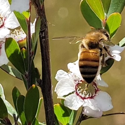 Apis mellifera (European honey bee) at Stromlo, ACT - 30 Nov 2021 by tpreston