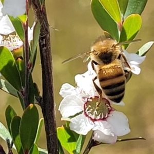 Apis mellifera at Stromlo, ACT - 30 Nov 2021