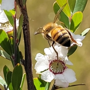 Apis mellifera at Stromlo, ACT - 30 Nov 2021