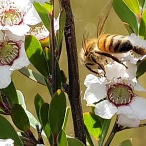 Apis mellifera at Stromlo, ACT - 30 Nov 2021